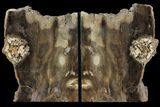 Petrified Wood Bookends - Oregon #99311-1